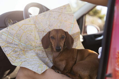 close-up-traveler-with-cute-dog-map